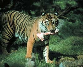 hungry tiger